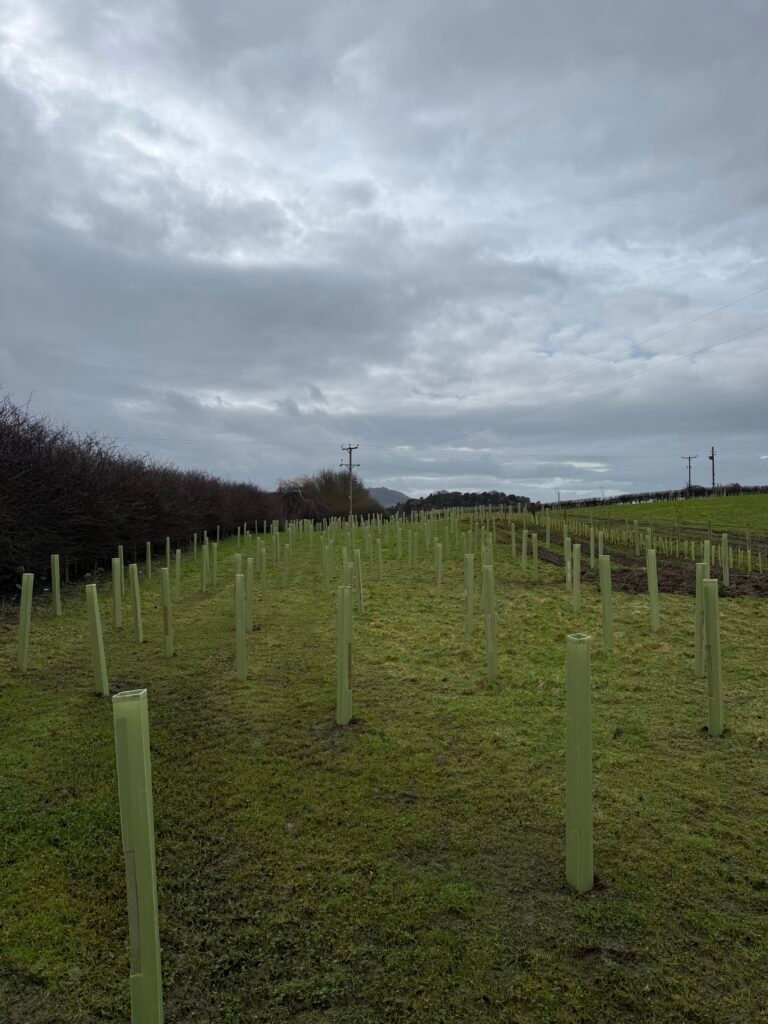 Terravetus woodland creation project showing 1.66 hectares of native tree planting and wood pasture in the North East UK.