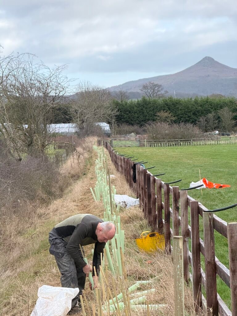 Installation of 4.4km of native hedgerow and wildlife corridors to enhance habitat connectivity by Terravetus.